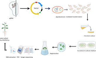 https://www.journalssystem.com/agb/f/fulltexts/201389/Figure_6_min.jpg