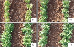 https://www.journalssystem.com/agb/f/fulltexts/201391/Figure_1_min.jpg