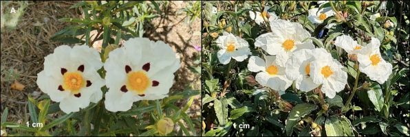 Flowers of two Cistus species. A: Cistus ladanifer with white petals and dark red spots at the base. B: Cistus laurifolius with white petals, without spots.