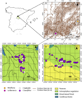 Maps showing study sites of Cistus species in Sierra de Guadarrama, Spain. A: Spain with highlighted study area near Madrid. Panel B: Topographic map with contour lines, indicating two sites, La Barranca and Miraflores. C: Plant locations at La Barranca. D: Plant locations at Miraflores