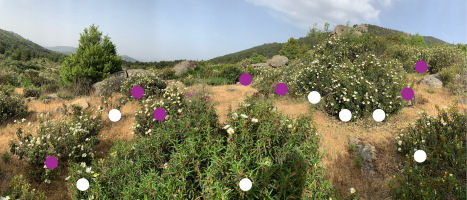 Photograph of La Barranca on 05 June 2023 showing Cistus ladanifer and Cistus laurifolius plants in bloom. White circles mark Cistus ladanifer individuals and purple circles mark Cistus laurifolius individuals among the vegetation.