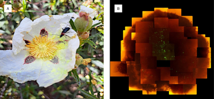 A: Cistus ladanifer flower with fluorescent dye applied to the anthers. B: Microscopic fluorescence image of a Cistus laurifolius stigma collected at La Barranca, showing green fluorescent pollen grains under UV light.
