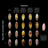 Progress of the infection on the cocoa pods at 4, 6, 8 and 10 days after being inoculated with Phytophthora tropicalis and subjected to different treatments of methanolic extracts of Capsicum spp. fruits.