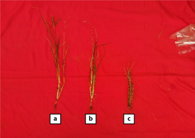 Goosegrass disease intensity with spray treatment frequency. Description: (a) 1 time, (b) 3 times, and (c) 5 times.