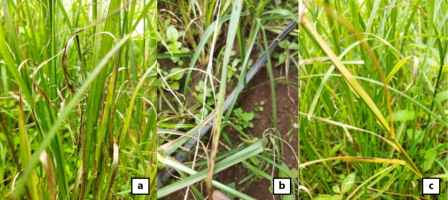 Symptoms caused by pathogenic fungi on goosegrass. Description: (a) necrosis due to Chaetomium sp. infection, (b) leaf spot due to Curvularia sp. infection, (c) Fusarium wilt due to Fusarium sp. infection.