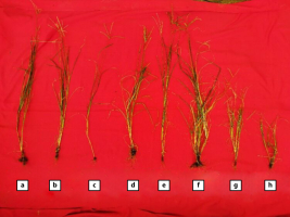 Disease intensity of goosegrass inoculated with weed pathogenic fungi. Description: (a) control, (b) with Chaetomium sp., (c) with Curvularia sp., (d) with Fusarium sp., (e) with Chaetomium sp. and Curvularia sp., (f) with Chaetomium sp. and Fusarium sp., (g) with Curvularia sp. and Fusarium sp., (h) with Chaetomium sp., Curvularia sp., and Fusarium sp.