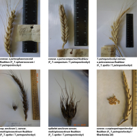 The figure presents eight photographs of interspecific hexaploid wheat forms with distinct expressions of radical traits. The images include spikes and spikelets derived from crosses of T. petropavlovskyi with T. compactum, T. spelta, T. sphaerococcum, as well as aestivum × spelta hybrids. The forms differ in spike compactness, awn length, degree of branching, and grain shape, with some displaying spherical kernels or elongated grains. Certain images also show loose grains and rulers for scale.