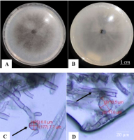 Macroscopic and microscopic characteristics of C. arxii after 7 days of incubation: (A) Upper view of the colony; (B) Lower view of the colony; (C) Conidia; (D) Septate hyphae.