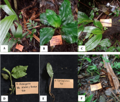 Representative terrestrial orchids found in TNGGP, Bogor: (A) Corymborkis sp.; (B) Goodyera sp.; (C) Liparis sp.; (D) Goodyera sp.; (E) Chrysoglossum ornatum; (F) Macodes petola.