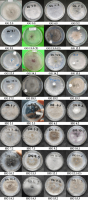 Representative isolates collected from terrestrial orchids.