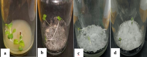 In vitro evaluation of endophytic fungi isolated from terrestrial orchids on the growth of Chinese cabbage seedlings: (a) Control (without endophytic fungi application); (b) Isolate GG 5.2; (c) Isolate GG 14.2; (d) Isolate SIG 10.2.