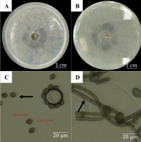 Macroscopic and microscopic characteristics of Chaetomium globosum after 7 days of incubation: (A) Upper view of the colony; (B) Lower view of the colony; (C) Oval-shaped conidia; (D) Septate hyphae.