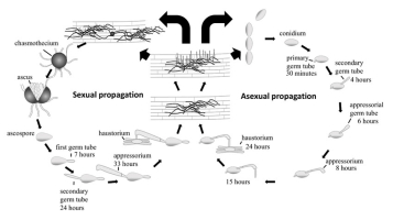 Life cycle of Blumeria graminis f. sp. avenae illustrating spore germination, formation of primary and secondary germ tubes, appressorium development, penetration peg formation, haustorium development inside epidermal cells, and production of conidiophores releasing new conidia.