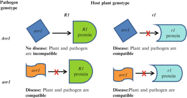 Flor’s gene-for-gene model illustrating interactions between plant resistance (R) genes and pathogen avirulence (Avr) genes. Compatible interactions result in disease development, while incompatible interactions trigger plant defense responses preventing infection.