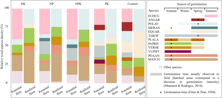 Stacked bar charts representing relative weed species density in the realized and potential flora across five fertilization treatments (NK, NP, NPK, PK, and Control). Each bar represents 100% of the weed community density and is divided into coloured segments corresponding to the relative contribution of different weed species. The species composition varied between the realized and potential flora. The potential flora contains a higher proportion of spring-germinating species (e.g., Echinochloa crus-galli, Anagallis arvensis, Polygonum aviculare, Taraxacum officinale) compared to the realized flora, a trend observed across all fertilization treatments. The right panel presents the germination season of the main weed species contributing to the community. Species are listed on the vertical axis using abbreviated names. Horizontal bars indicate the periods of germination across the four seasons. Solid coloured bars represent the main germination period typically observed in the field. Hatched areas indicate periods where germination intensity decreases. Black asterisks mark germination periods reported in the literature.