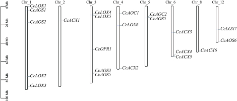 A genomic diagram illustrating the chromosomal localization of the key jasmonic acid (JA) biosynthesis gene families, specifically LOX, AOS, AOC, OPR, and ACX, within the Cinnamomum camphora genome.