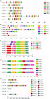 Sequence alignment visualizations comparing the identified conserved motifs within the AOC, OPR, and ACX protein sequences of Cinnamomum camphora against those of Arabidopsis thaliana, showing the structural similarities and differences between the species.