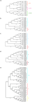 A circular phylogenetic tree diagram illustrating the evolutionary relationships among specific gene families. The tree branches are color-coded into multiple distinct clades (e.g., green, red, yellow, blue, and purple) to visually categorize and group the genes based on their genetic similarities and evolutionary distances. The outer ring of the circle displays the labels for the individual genes, indicating families such as LOX, AOS, AOC, OPR, and ACX.