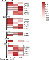 A comprehensive schematic diagram combining the Cinnamomum camphora jasmonic acid (JA) metabolic pathway with corresponding gene expression heatmaps. The diagram uses arrows to trace the biochemical conversion steps from alpha-linolenic acid to JA and its derivatives, highlighting key regulatory enzymes including LOX, AOS, AOC, OPR, and ACX. Adjacent to these enzymes, small multi-column heatmaps display the relative expression levels of their corresponding genes across different sample groups (CK, BT-D5, and T-D5). The heatmaps use a color gradient where red indicates upregulated expression and blue indicates downregulated expression.