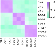 A heatmap visualization displaying the correlation analysis of gene expression among the sequenced samples. It illustrates the high degree of consistency and repeatability among the biological replicates within each treatment group (CK, T-D5, and BT-D5).