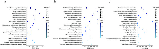 A panel of scatter bubble plots showing the KEGG functional enrichment analysis of differentially expressed genes (DEGs) for three comparisons: CK-vs.-BT-D5, CK-vs.-T-D5, and T-D5-vs.-BT-D5. The plots visually emphasize that DEGs are significantly enriched in pathways related to plant hormone signal transduction and the plant MAPK signaling pathway.