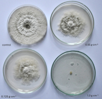 The figure 1 contains photo of eight-day-old colonies of Phomopsis diacheni isolate K 651 on the PDA medium with an addition of preparation Viflo®Cal S at three different concentrations, as well as a control colony of the fungus.