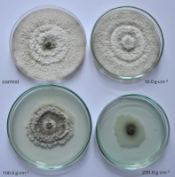 The figure 2 contains photo of eight-day-old colonies of P. diacheni isolate K 651 on the PDA medium with an addition of preparation Viflo®copper-boron at three different concentrations, as well as a control colony of the fungus.