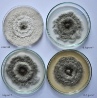 The figure 3 contains photo of eight-day-old colonies of P. diacheni isolate K 651 on the PDA medium with an addition of preparation Viflo®Zn at three different concentrations, as well as a control colony of the fungus.