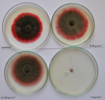 The figure 4 contains photo of eight-day-old colonies of Colletotrichum dematium isolate K 425 on the PDA medium with an addition of preparation Viflo®Cal S at three different concentrations, as well as a control colony of the fungus.