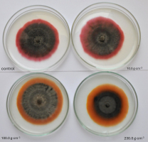 The figure 5 contains photo of eight-day-old colonies of C. dematium isolate K 425 on the PDA medium with an addition of preparation Viflo®copper-boron at three different concentrations, as well as a control colony of the fungus.