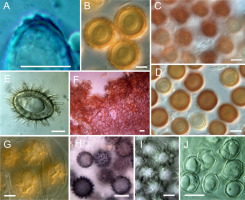 https://www.journalssystem.com/amy/f/fulltexts/159736/Figure_4_min.jpg