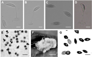 https://www.journalssystem.com/amy/f/fulltexts/159743/Figure_1_min.jpg