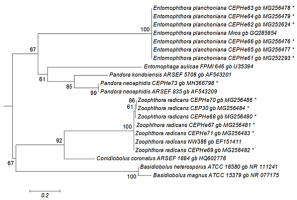 https://www.journalssystem.com/amy/f/fulltexts/159743/Figure_2_min.jpg