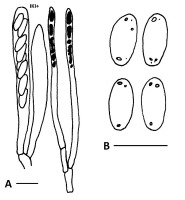 https://www.journalssystem.com/amy/f/fulltexts/159753/Figure_1_min.jpg