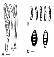 https://www.journalssystem.com/amy/f/fulltexts/159778/Figure_2_min.jpg