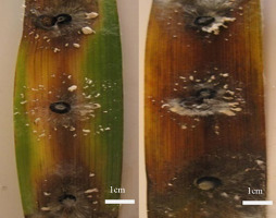 https://www.journalssystem.com/amy/f/fulltexts/159779/Figure_3_min.jpg