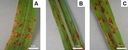 https://www.journalssystem.com/amy/f/fulltexts/159779/Figure_4_min.jpg