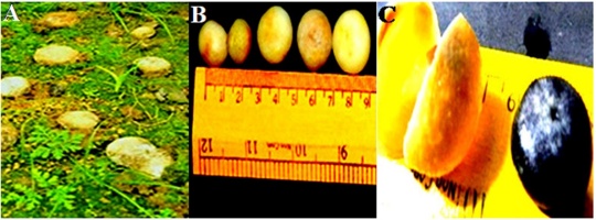 https://www.journalssystem.com/amy/f/fulltexts/171903/Figure_2_min.jpg