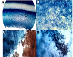 https://www.journalssystem.com/amy/f/fulltexts/171903/Figure_3_min.jpg