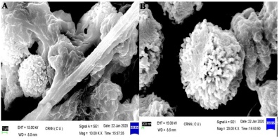 https://www.journalssystem.com/amy/f/fulltexts/171903/Figure_4_min.jpg