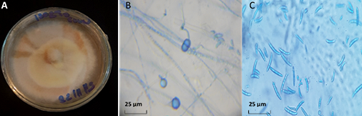 Fusarium Equiseti As One Of The Main Fusarium Species Causing Wilt And Fusarium Equiseti As One Of The Main Fusarium Species Causing Wilt And