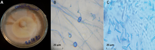 https://www.journalssystem.com/amy/f/fulltexts/171904/Figure_1_min.jpg