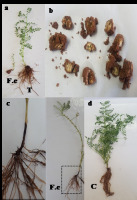 https://www.journalssystem.com/amy/f/fulltexts/171904/Figure_2_min.jpg