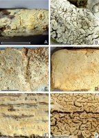 https://www.journalssystem.com/amy/f/fulltexts/171905/Figure_1_min.jpg