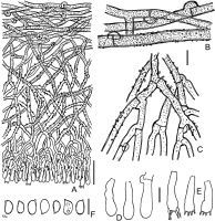 https://www.journalssystem.com/amy/f/fulltexts/171905/Figure_5_min.jpg