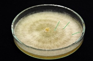 https://www.journalssystem.com/amy/f/fulltexts/171906/Table_2_Figure_8_min.jpg