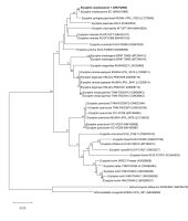 https://www.journalssystem.com/amy/f/fulltexts/177131/Figure_2_min.jpg