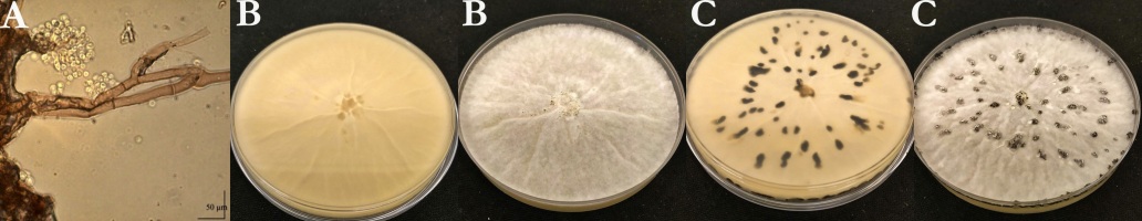 https://www.journalssystem.com/amy/f/fulltexts/193800/Figure_1_min.jpg