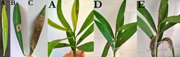 https://www.journalssystem.com/amy/f/fulltexts/193800/Figure_2_min.jpg
