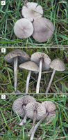 Three photos of Entoloma conferendum fruiting bodies in montane grassland near Biała Woda (Śnieżnik Massif, ~860 m a.s.l.), 16 September 2011. Photo: M. Halama.